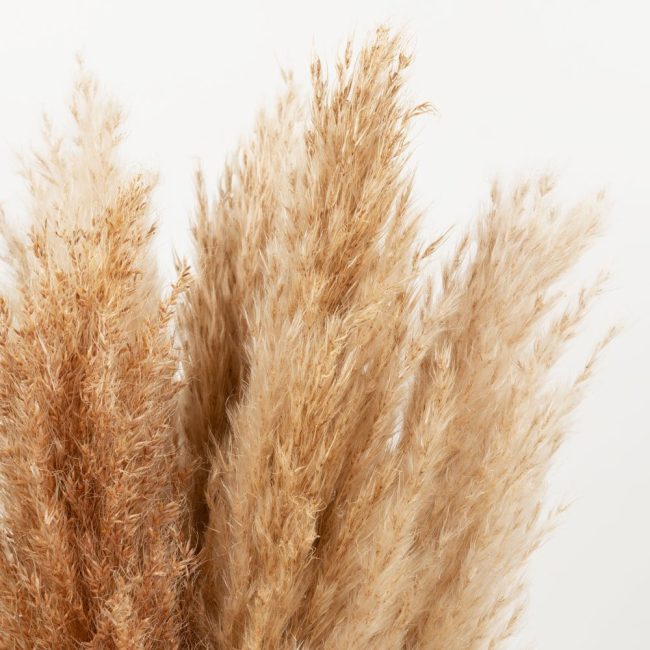 Pampas Naturale