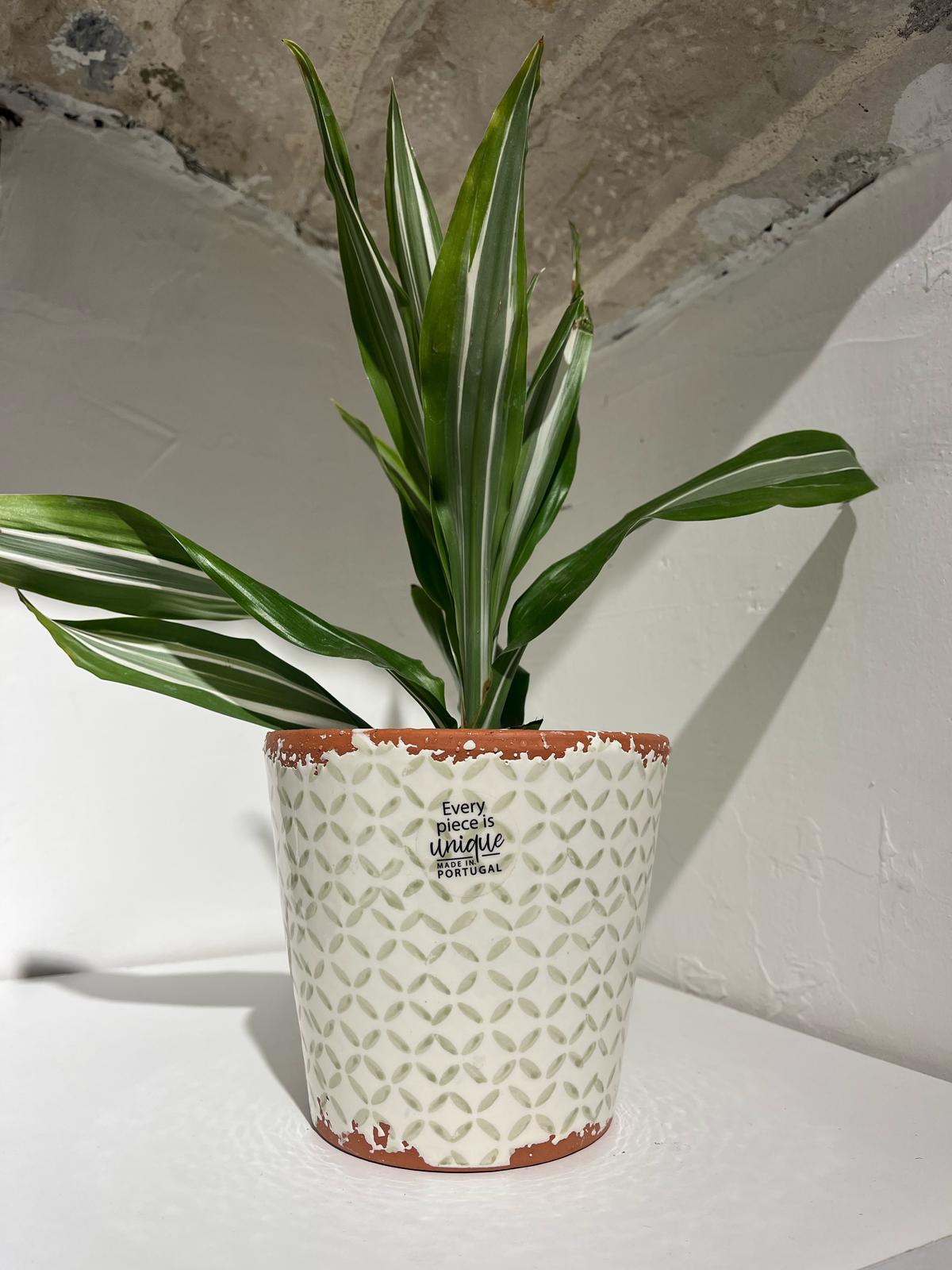 Vaso Per Pianta- Bianco con Decoro Verde