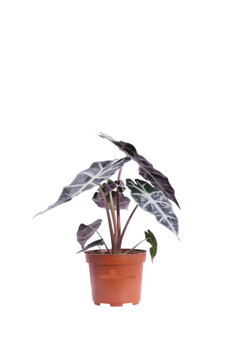 Alocasia Polly