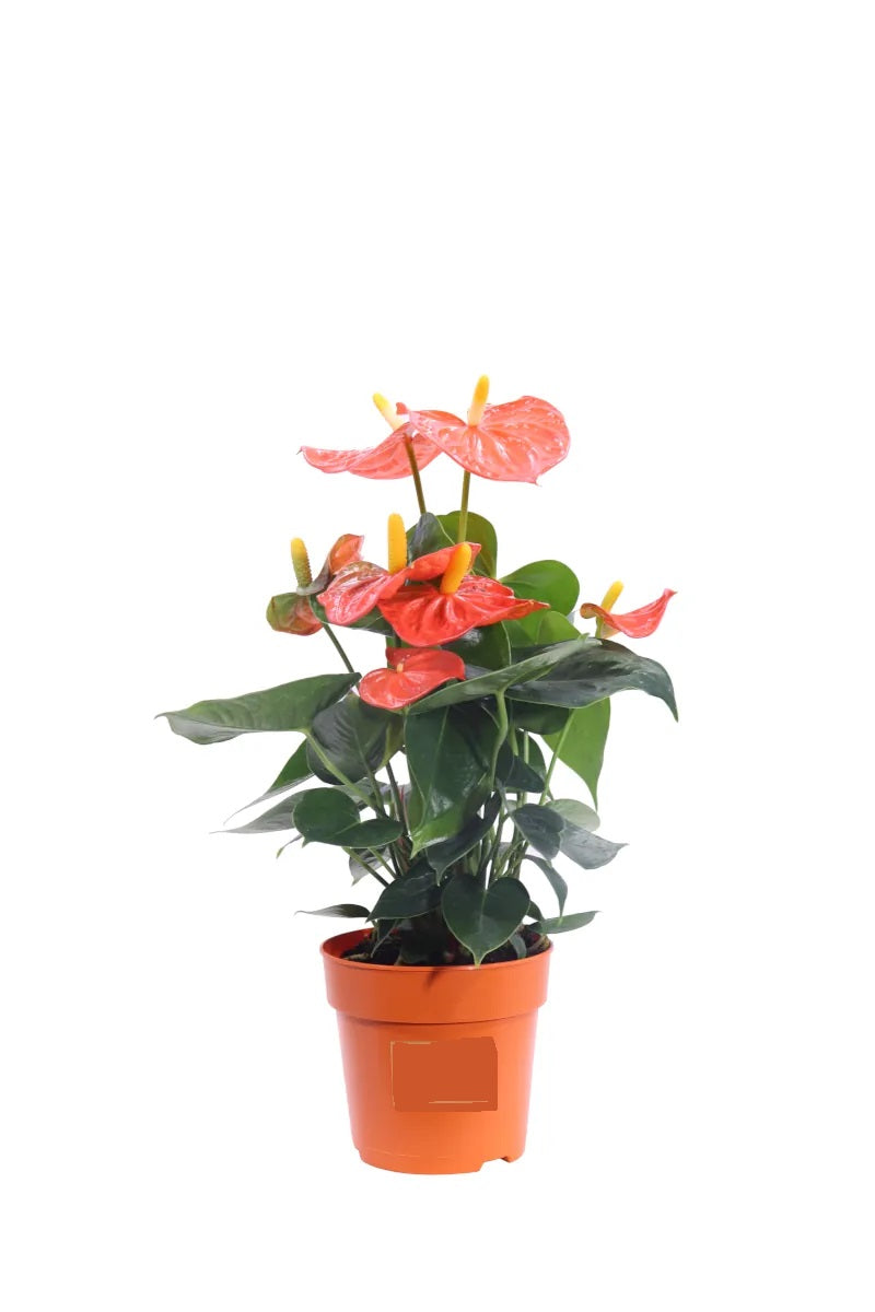 Anthurium