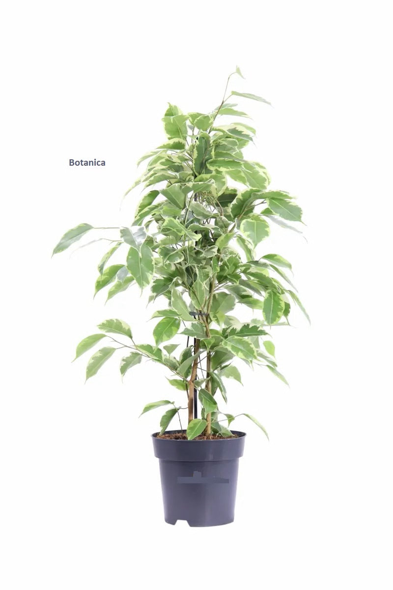 Ficus Benjamin