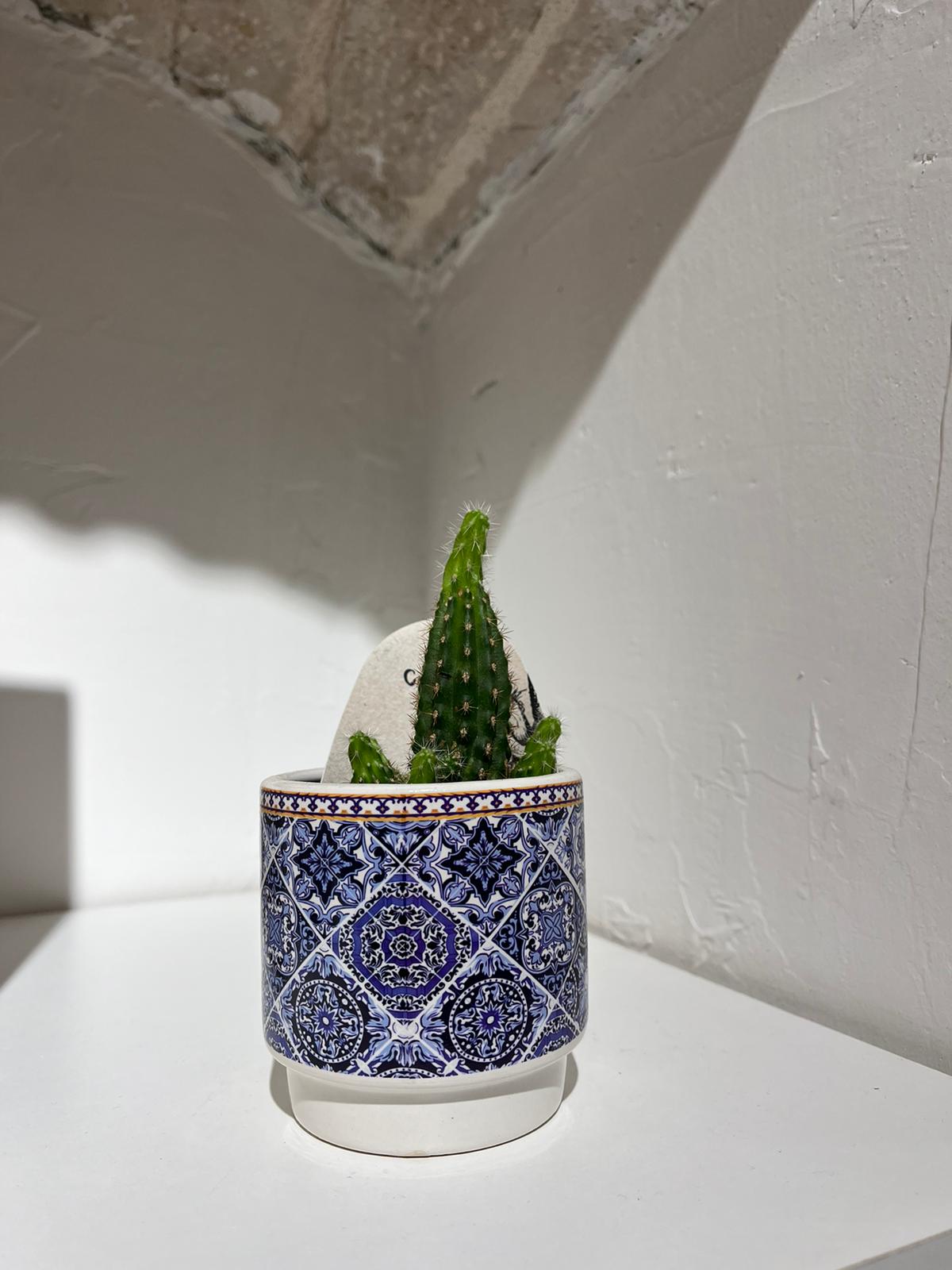 Pianta piccola, vaso piccolo!