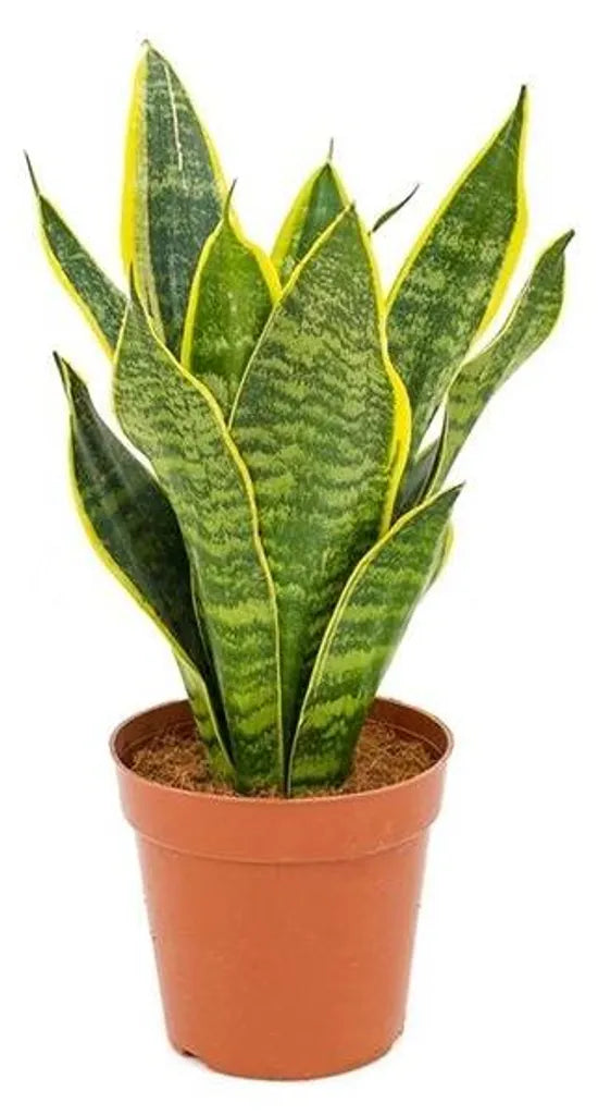 Sanseveria