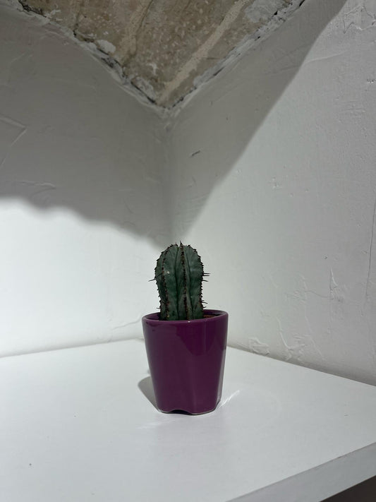 Pianta piccola, vaso piccolo!