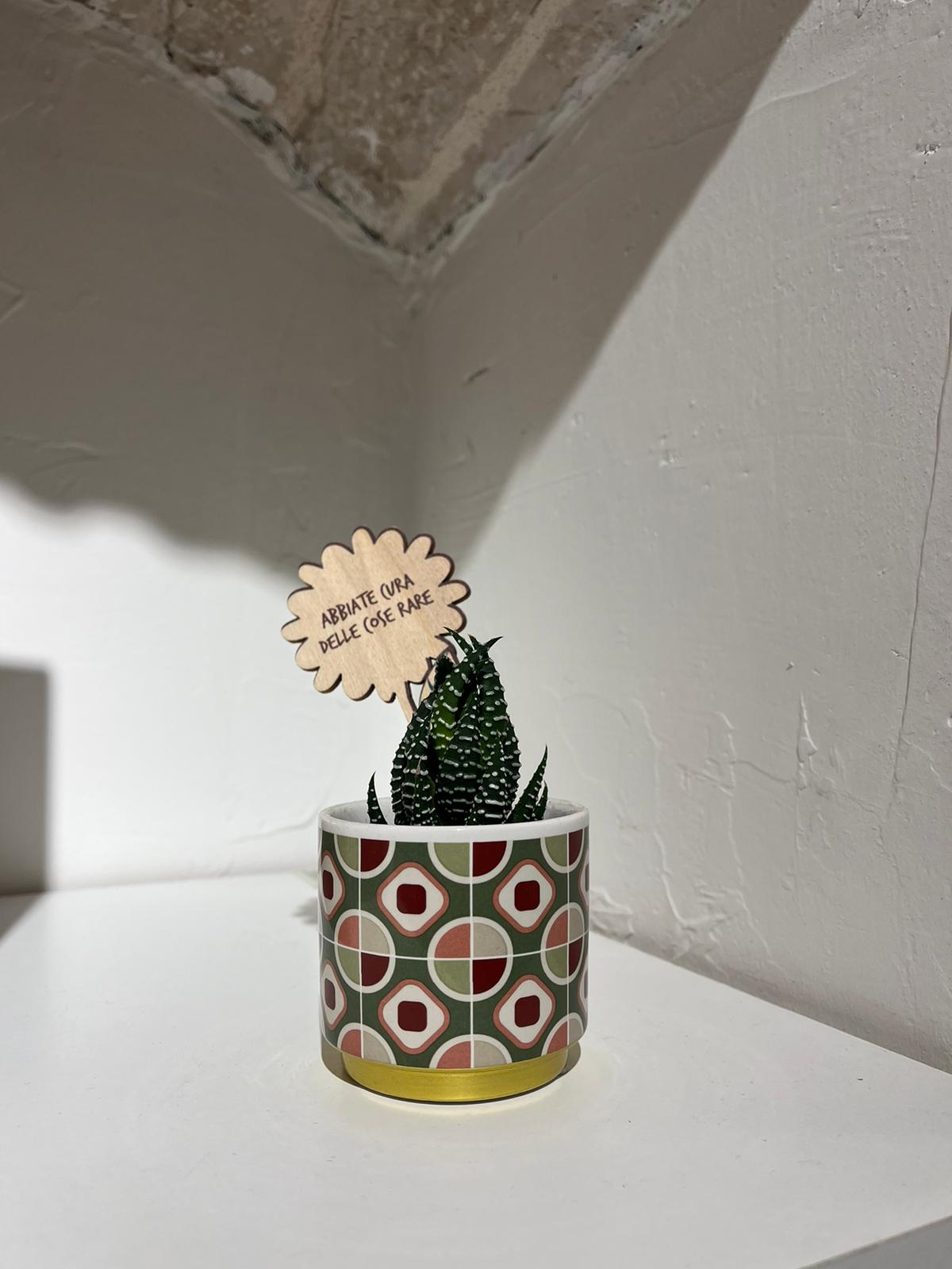 Pianta piccola, vaso piccolo!