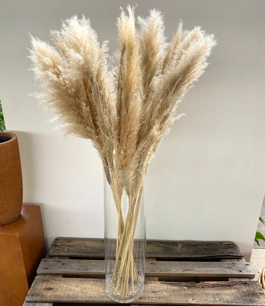 Pampas Naturale