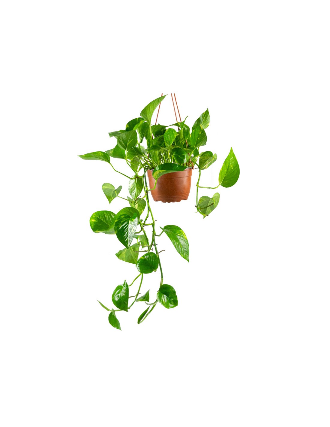 Pothos