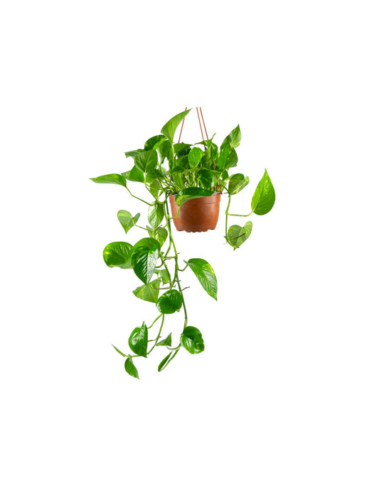 Pothos
