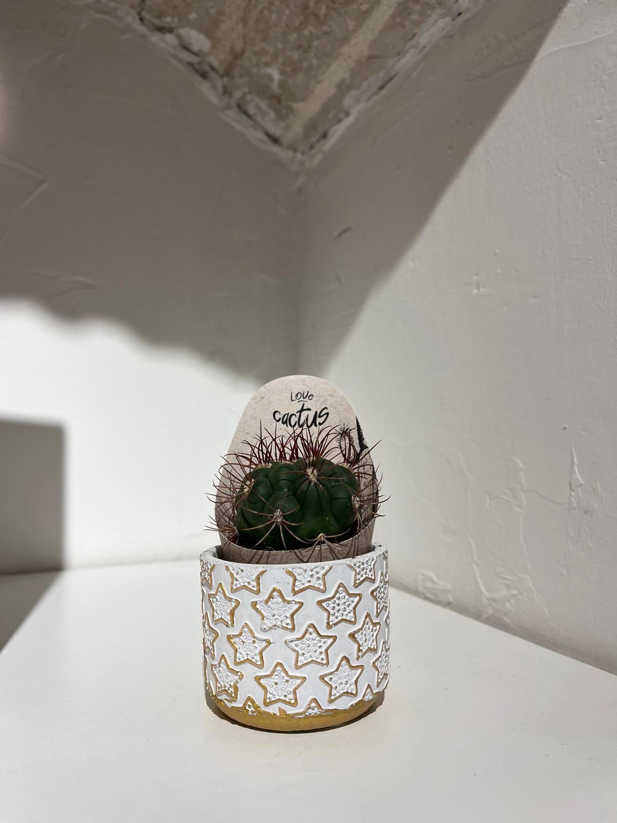Pianta piccola, vaso piccolo!