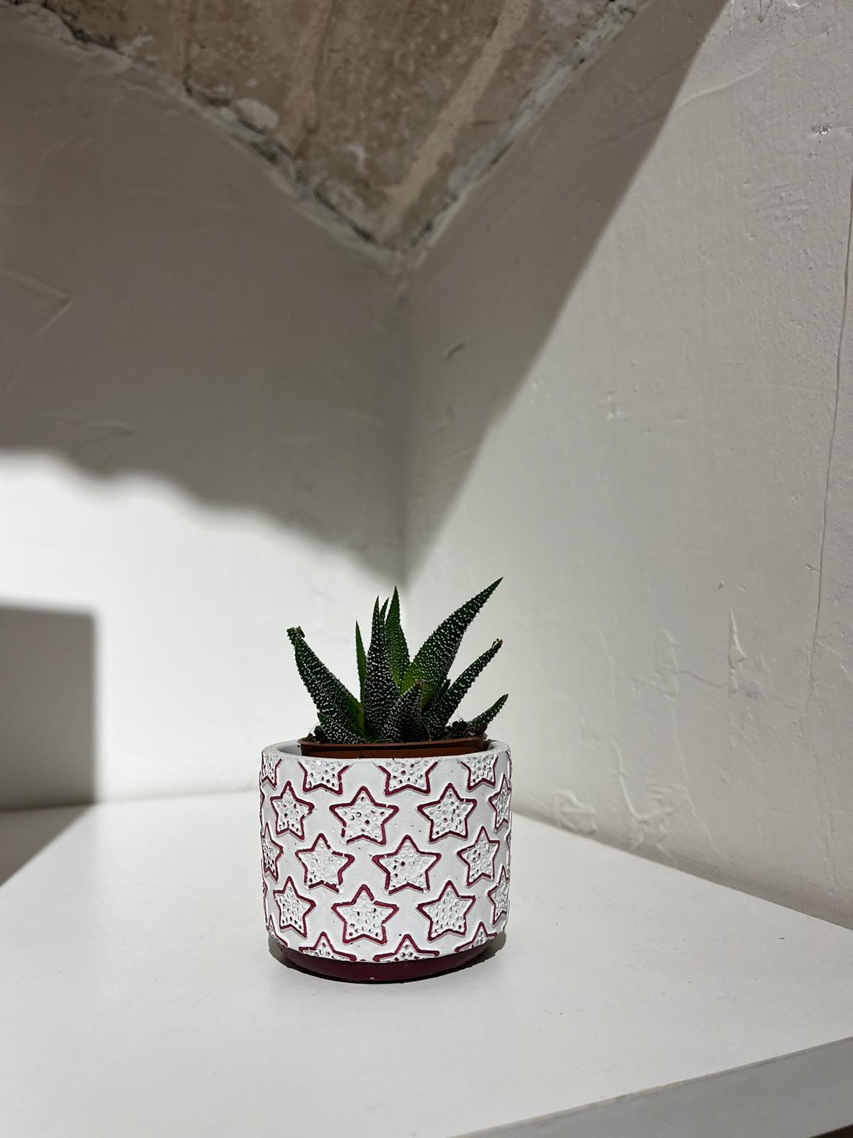 Pianta piccola, vaso piccolo!