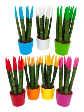 Sanseveria Velvet Touch